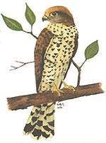 Mauritian Kestrel